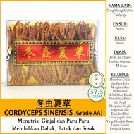 Cordyceps AA Whole [Dong Chong Xia Cao [Sale] Herbal TCM PER 37.5 Gram