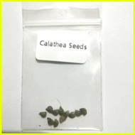 ♞【COD】10pcs Rare Calathea Seeds Air Freshening Plants Seeds #SW5