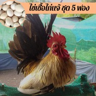 ไข่เชื้อไก่แจ้ ชุด 5 ฟอง สำหรับฟัก