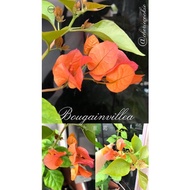 【PLANT CUTTING】 BOUGAINVILLEA Fresh Cutting 子花 九重葛 枝条 Keratan Bunga Kertas