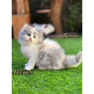 Kucing kitten Persia Himalaya