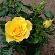 Anak Pokok Bunga Ros Yellow(Kuning)/Danish Rose