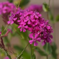 Biji Benih Bibit Bunga Gantung Nodding Catchfly Flower Silene Pendula