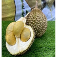 Durian D24 XO Premium Asli ALT MK
