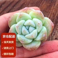 Moyi（MOYI）Ice Jade Succulent plant Novice Succulent Cute Meat Combined Green Plants Indoor Flowers