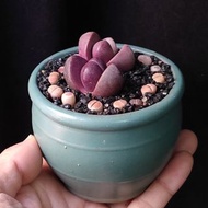 紫元寶 生石花 屁屁花 新年盆栽 紫色植物 連陶瓷花盆 多肉植物 plant succulents 喜慶 年花 易種 實拍