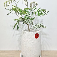 小豆樹|日本當紅室內植物|寵物友善|【新竹地區限定免運】落地型