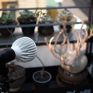 Alyna全光譜植物燈30W/植物生長燈燈架/植物燈泡禮物/畢業禮物