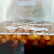 DIY療癒小物 |水克菲爾粒 water kefir grains|發酵飲DIY益生菌種