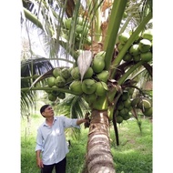 benih kelapa hybrid Vietnam pokok rendah buah besar