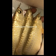 Arwana Golden Crossback 24K Malaysia ( 23-25) cm