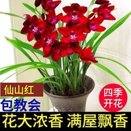 [Local Seller]Super Fragrant Orchid Winter with Bud Indoor Potted Plant Flower Green Plant Orchid Plants Orchid Seedling