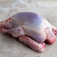 Karkas Burung Dara Frozen