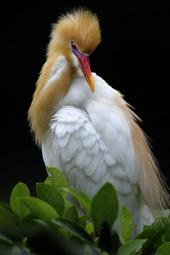 台灣鳥類寫真 12x18吋相紙輸出(布面、光面任選) 五種顏色相框(紅、藍、胡、綠、重咖)
