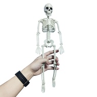 1 Pcs Active Human Skeleton Model Anatomy Skeleton Skeleton Model Medicine Learning Halloween Party 