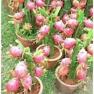 benih pokok naga merah rendah dah berbuah