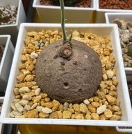 圓葉山烏龜 stephania erecta 多肉植物 塊根植物 觀賞綠化植物 室內植物 觀葉植物 室外植物