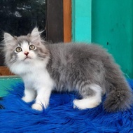 Kucing Persia Kitten Bigbone Bulu Kapas Mix Mainecoon #Gratisongkir