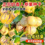 Ready Stock Fast Shipping Authentic Ginseng Fruit Seeds Years Old Fruit Seeds Four Seasons Sowing Li