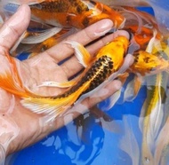TERLARIS koi metalik slayer paket 10 ekor