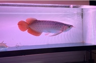 ikan arwana super red spesial 40 cm