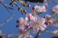 櫻花樹苗(富士櫻、吉野櫻、山櫻、八重櫻)--開始移植囉!(北北基、桃竹苗可配合晚間送貨)可直接電聯０988-6