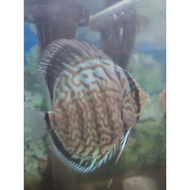 Discus plastic image size 3 inches