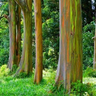 Bibit Pohon Pelangi - Rainbow Eucalyptus ( Tinggi 50-70cm )