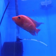 IKAN HIAS RED DEVIL AMPHILOPHUS LABIATUS CICHLID TERMURAH