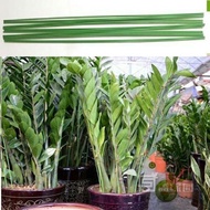 10 1m plastic-coated steel core orchid and ornamental plant sticks