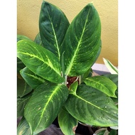 Aglaonema Varieties (Butterfly Green)