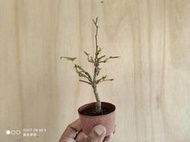 ∴。*藝術.美樹°*∴ ＊一才桑C~豆缽小品,日系品種三角葉,樹性強健,輕鬆享受著果樂趣!＊