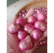 1 KG BAWANG MERAH PROBOLINGGO -BAWANG MERAH BESAR-BAWANG MERAH KECIL - jual bawang merah-bawang merah berkualitas-bawang merah berkualitas-murah-kering-higenis-bawang merah super-manfaat bawang merah-harga bawang merah