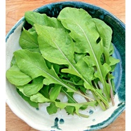 Guaranteed germination rate 100+ Arugula Seeds Herbs Vegetable seeds Salad Home DIY Garden same day