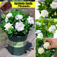 ปลูกง่าย 70เมล็ด/ซอง เมล็ดพันธุ์ เม็ดพุด White Gardenia Seeds for Sale Beautiful Bonsai Flower Seeds for Planting Ornamental Plants เมล็ดดอกไม้ เมล็ดบอนสี ต้นไม้มงคลสวยๆ ต้นไม้ฟอกอากาศ กุหลาบหิน บอนสี ไม้ประดับมงคล บอนสีหายาก ของแต่งบ้าน ต้นไม้ ดอกไม้