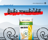 เมล็ดพันธุ์ข้าวโพด NK 6848 เมล็ดสีส้มสวย ทนทานโรค ขนาดบรรจุ 10 กิโลกรัม สู้แล้ง ผลผลิตสูง ฝักใหญ่ (ค