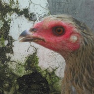 Ayam Betina Trah Mangon Yokeree ORI Trah Pukul Syaraf Pakai Segel