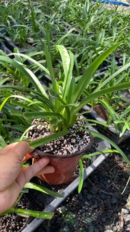 (1ต้น) ต้น อะกาแพนทัส ต้นอะกาแพนทัส Agapanthus Blue African lily Lily of nile / ศรัญลักษณ์