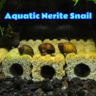 GPS Green Plant Society Aquatic Nerite Snail 花圆蜑螺