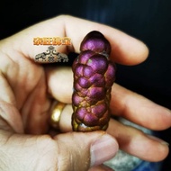 Leklai Leklai Fluorescent Pillar Old Bile Material Leklai Variety