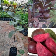 Anak Pokok Jambu Batu Seedless Purple / Pokok Jambu Batu Xbiji Red Guava Hybrid