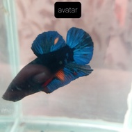 ikan cupang avatar