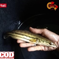 original [promo] [cod] cod ikan toman besar original