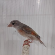 RED SISKIN betina double dilute