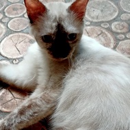 Kucing Betina 4,5 tahun Himalaya Siam - Induk Kucing