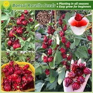 100% Legit Bonsai Seed Roselle Seeds Garden Flower Seeds for Planting & Gardening (70pcs/bag) Orname