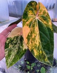 Bibit Bonggol Anthurium Variegata H032 / Kuping Gajah Hybrid Import