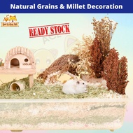 Natural Yellow Grains Millet for Hamster & Small Animals Bedding Landscaping & Decoration 仓鼠磨牙谷穗高粱穗