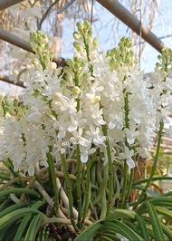 หนวดพราหมณ์เผือก🌼เกาะไม้ 6 นิ้ว จำนวน 4-6 ต้น มีดอกสีขาวสะอาด กล้วยไม้ป่า ออกดอก กุมภาพันธ์-เมษายน. 1 ไม้ /พฤกษา14กล้วยไม้ป่า