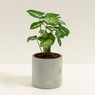 綠精靈合果芋│泥作系列│福所栽